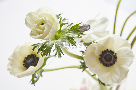 白色背景上代表美丽的白色花朵很好的图片,制作明信片礼物礼物情人节,女士的天白色背景的白色花朵图片