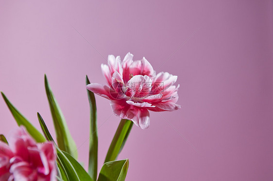 春季成分的粉红色白色郁金香与绿叶粉红色的背景与快乐的母亲节粉红色郁金香粉红色背景上的开花成分图片