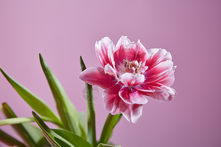种粉红色的郁金香,粉红色的背景上绿叶春天的时候,假日明信片粉红色背景上的郁金香花明信片图片