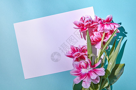 白纸的文字与个角落框架粉红色美丽的花蓝色背景贺卡,顶部视图美丽的粉红色郁金香,白色的纸蓝色的背景下,个地方文图片