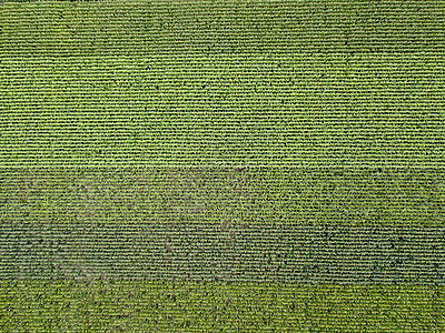 夏季日落时玉米的农业田无人机的全景天然植物背景顶景无人机天然绿色田野的全景,夏天阳光明媚的日子里玉米图片