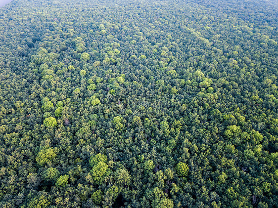 空中顶景森林与绿色植物夏季日落看森林景观的纹理背景无人机森林种植园的全景树木背景图片