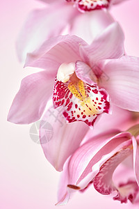 兰花图图枝粉红色娇嫩的兰花,粉红色的背景上,明信片的自然布局粉红色兰花花的观照片,图案呈现粉红色背景上,并背景