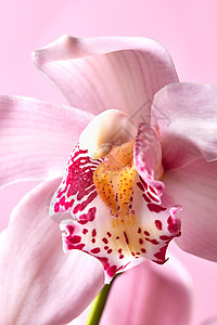 观照片优雅的粉红色花瓣兰花与水图案粉红色的背景自然背景五颜六色的粉红色异国兰花粉红色的背景上观照片花卉背图片