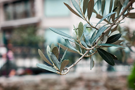 土耳其伊斯坦布尔橄榄树树枝的特写绿色橄榄枝图片