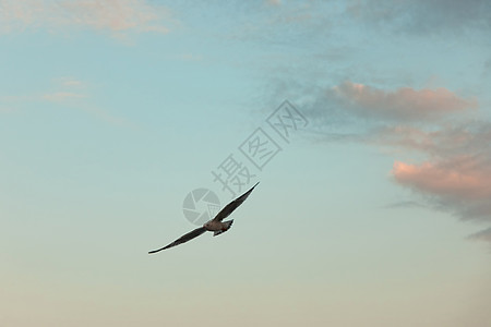 美丽的白色海鸥天空中飞翔海鸥天空中飞翔图片