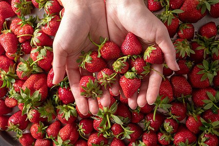 新鲜成熟的机草莓特写手里着草莓的女人平躺许多健康的新鲜草莓女人手上,专注于草莓的风景图片