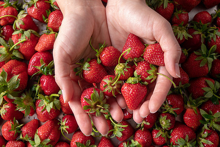 女人的手着个多汁的成熟机草莓,绿色的茎平躺女的手着个新鲜采摘的成熟草莓平躺图片