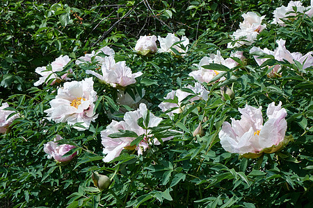 花的背景夏天花园里美丽的白色牡丹夏季绿色花园中的白色牡丹花丛图片