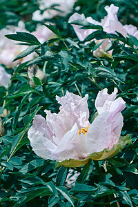 淡粉色牡丹花绿叶的绿色枝条上卡片的,牡丹的淡粉色花朵,叶子的绿色枝条上背景图片
