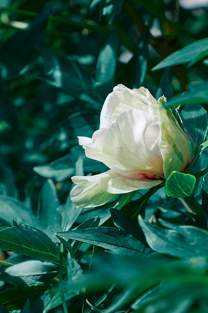 美丽的淡粉色白花牡丹绿叶的背景上花坛上绿叶的柔软的粉红色牡丹图片