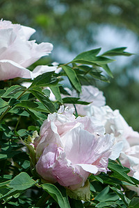 盛开的灌木与粉红色的花牡丹与绿叶,拍摄特写天空植物园夏天,春天柔的焦点温的粉红色的花牡丹花与绿叶灌木夏天图片