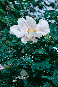 春天花园里打开了美丽的花蕾白牡丹绽放爱情的美丽盛开的白色牡丹花春天的花园里图片