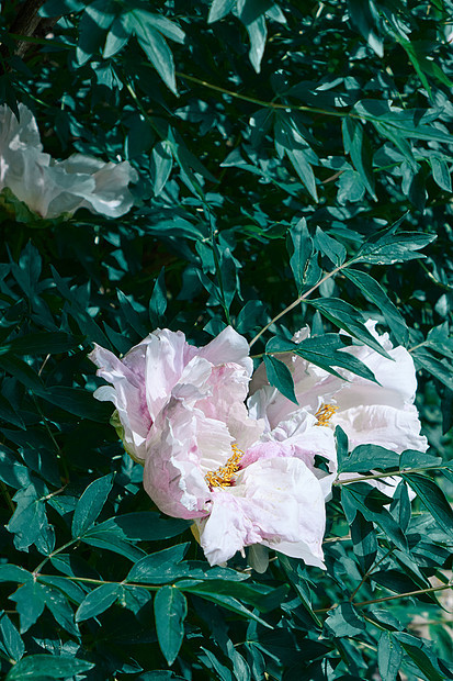 美丽可爱的时髦的淡粉色牡丹生长装饰花园的花坛上牡丹花头花园里,绿叶图片