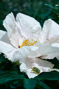 朵别致的白色牡丹花蕾,花瓣上只甲虫,背景绿色的花园,特写自然背景花园里朵美丽的白色牡丹芽的观照片图片