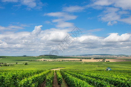 葡萄园景观下的蓝天云彩,蒙塔涅德莱姆斯,法国法国的葡萄园景观图片