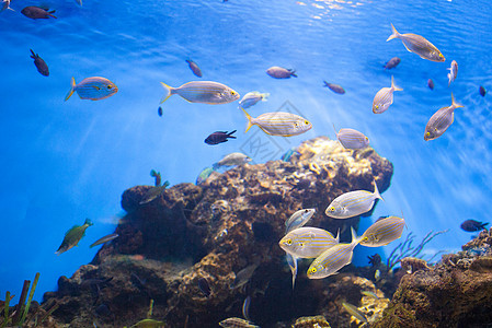 水族馆海礁附近金鱼学校金鱼学校图片