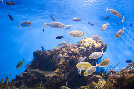 水族馆海礁附近金鱼学校金鱼学校图片