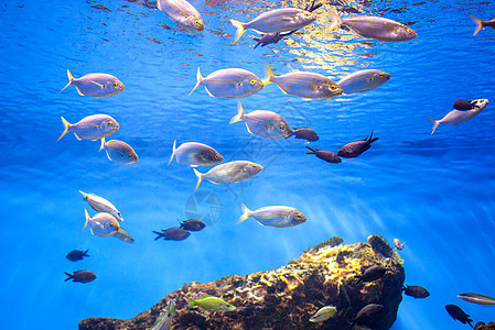 海中金鱼学校水族馆拍摄的照片海中金鱼学校背景图片