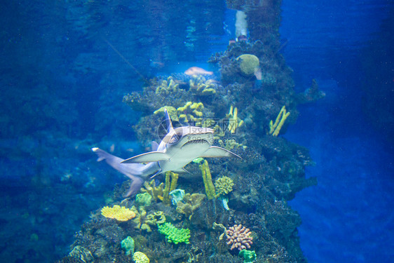 水族馆中珊瑚状的小鲨鱼白灰鲨图片