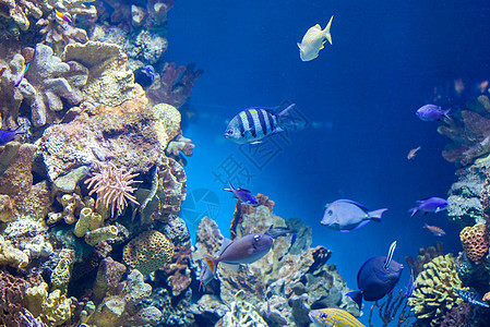 水族馆珊瑚礁上许多美丽的鱼珊瑚礁上许多鱼图片