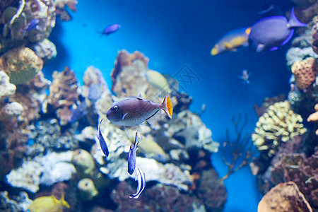 马尾藻水族馆的珊瑚礁上游泳马尾藻触发鱼游泳背景