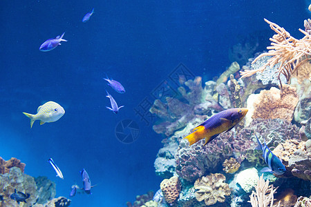 珊瑚礁上许多五颜六色的鱼西牙珊瑚礁上许多鱼图片