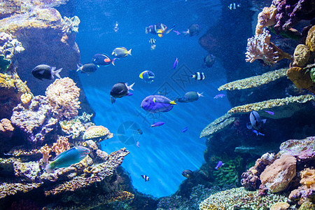 水族馆里的水下世界美丽的珊瑚鱼图片