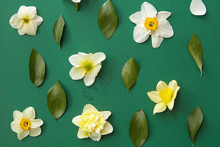 花架,白色的花绿色的叶子绿色的背景上绿叶白花分别代表花架花图片