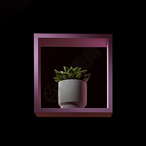 圆形白色花盆,深色背景上的粉红色框架中朵绿花黑色背景上的粉红色框架中的花盆中的紫菜肉质花背景图片