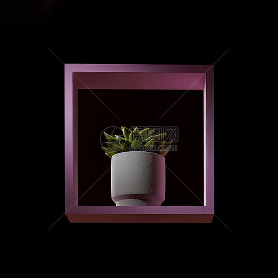 圆形白色花盆,深色背景上的粉红色框架中朵绿花黑色背景上的粉红色框架中的花盆中的紫菜肉质花图片