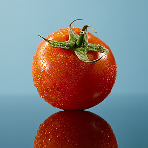 单红番茄与水滴分离光滑的蓝色背景全深度的田野番茄与水滴分离光滑的蓝色背景上图片