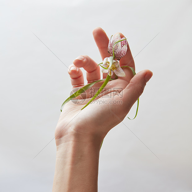 开花的女着花 工作室里把它展示给相机女人的手着白色背景上美丽的花手花白色上高清图片下载 正版图片 摄图网 开花的女着花 工作室里把它展示给相机女人的手着白色背景上美丽的花手花白色上高清图片下载 正版图片 摄图网
