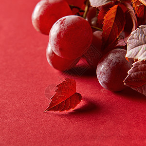 成熟的红葡萄浆果葡萄叶红色背景特写串成熟的红色葡萄图片