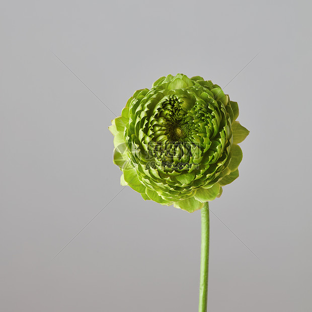 灰色背景上的绿色丁香花花卉背景 情人节 婚礼贺卡灰色背景上的绿色花朵高清图片下载 正版图片 摄图网