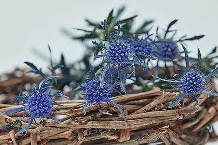 特写新鲜的蓝色花朵,篮子树枝里复活节比利时的蓝色花篮子树枝上图片
