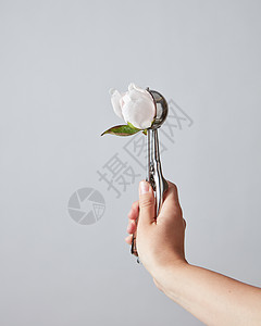 白色牡丹花的芽勺子里,而冰淇淋女人的手上,浅灰色的背景上,文字的地方女的手着个金属勺子,灰色上漂亮的白色图片