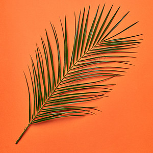 棕榈鲜叶呈现橙色背景与自然布局平躺图片