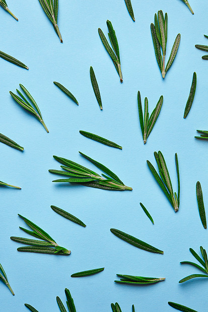 迷迭香植物种类的绿叶成,自由位于蓝色背景上顶部视图蓝色背景上迷迭香物种的绿叶平躺图片