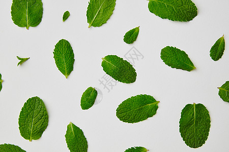 绿色薄荷叶自由位于白色背景顶部视图白色背景上分离的绿色薄荷叶的平躺视图图片