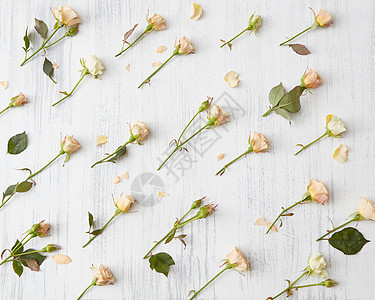 浪漫的花卉背景与玫瑰白色,情人节背景玫瑰的背景图片