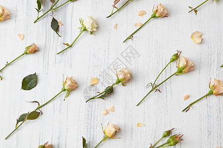 花图案由米色玫瑰制成,白色背景上绿叶平躺,玫瑰的背景图片