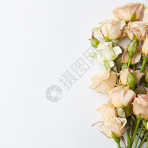 白色背景上隔离的白色玫瑰玫瑰图片