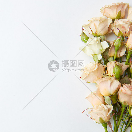 白色背景上隔离的白色玫瑰玫瑰图片