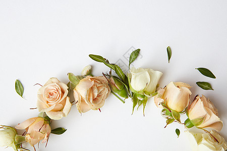 白色背景上的玫瑰花蕾,文字的玫瑰叶子图片