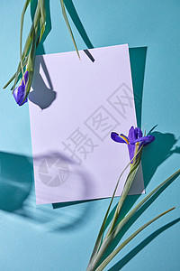 两个紫色的虹膜个框架张白色的纸与阴影个璃个蓝色的背景,平躺虹膜张白色的纸,蓝色背景上阴影图片