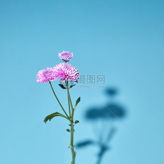 粉红色菊花蓝色背景上开花,绿叶蓝色背景上,柔软的阴影柔软的焦点开花的单菊花粉红色,绿色茎蓝色背景上,阴影柔软的焦图片