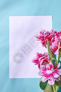 粉红色郁金香的花成,蓝色背景上装饰白色纸板,并贺卡图片