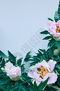 盛开的粉红色花朵牡丹与绿叶几个花蕾,拍摄特写蓝色的背景夏天,春天轻轻的粉红色花牡丹花与绿叶花蕾蓝色的背景特写照图片