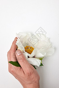 白花牡丹个男人的手个白色的背景下个地方的文字,白色背景上手边的白花图片